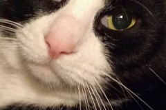 Buzz Cat Full Face