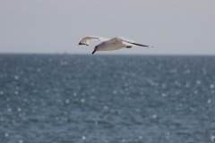 Chicken of the sea