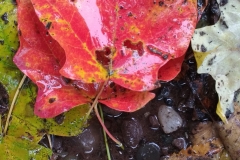 Leaf to Frame Original