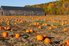 Pumpkins