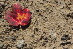 leaf